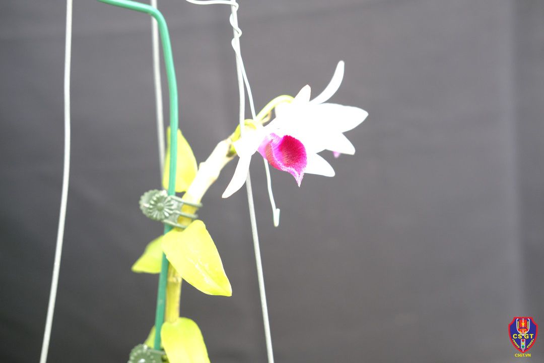 Kiên quyết xử lý tình trạng “độ” xe trong học đường: đừng để sự bốc đồng dẫn đến bi kịch.